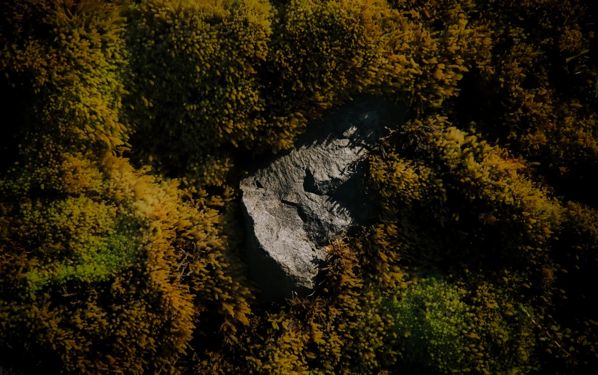 Rock nestled in a carpet of golden moss