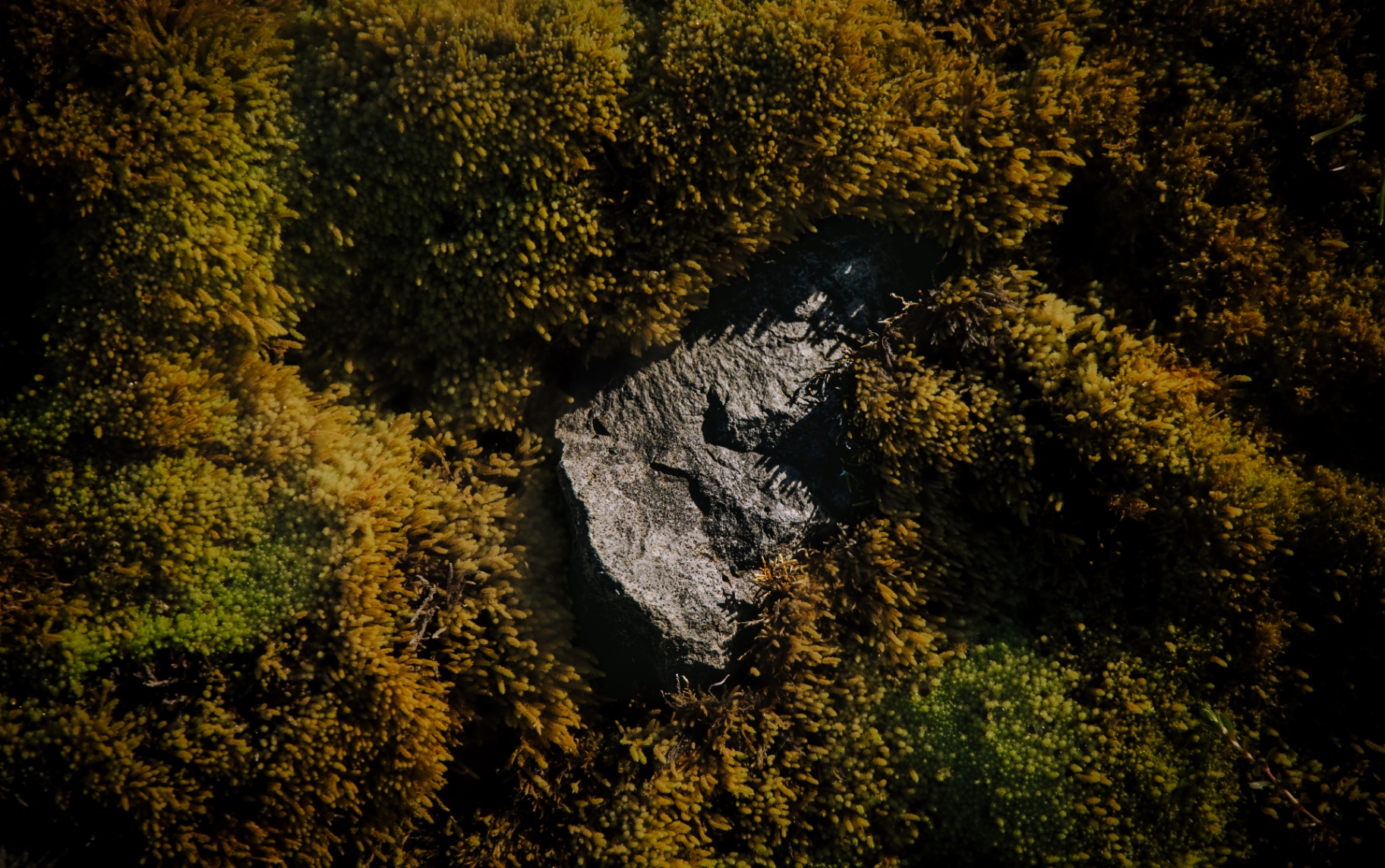 Rock nestled in a carpet of golden moss